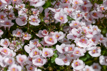pink diascia flowers in garden