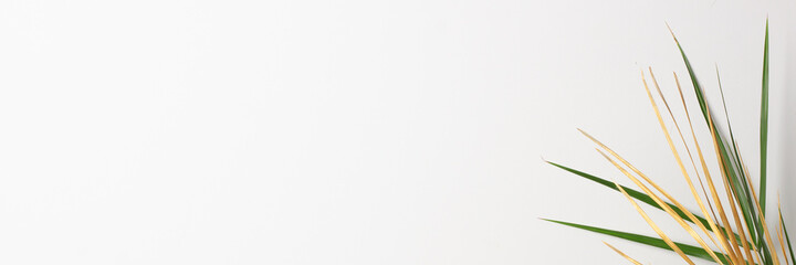 Tropical background with palm leaf on white. Close up, copy space