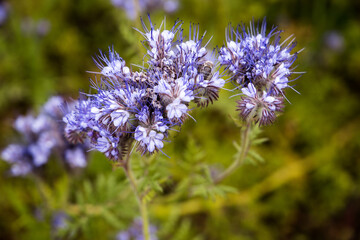 bumble bee on phacelia tanacetifolia