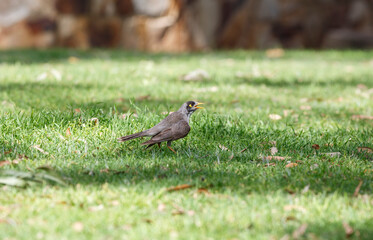 Australian native noisy miner bird with a yellow beak found in a park in Adelaide, in green grass