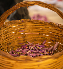 Freshly picked saffron flower buds in wicker basket