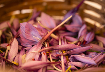 Freshly picked saffron flower buds in wicker basket