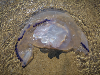 Remains of large purple-rimmed jellyfish in surf on a beach in Sabaudia, Italy