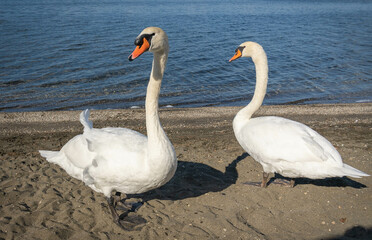 Two swans with elegant necks on Lake Bracciano in Lazio in Italy