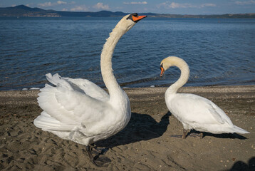 Two swans with elegant necks on Lake Bracciano in Lazio in Italy