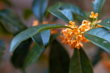 キンモクセイのオレンジ色の花と緑色の葉