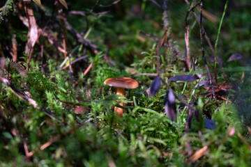 mushroom and moss in the autumn forest