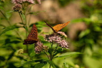 Two butterflies on wild forest flowers. The silver-washed fritillary (Argynnis paphia) is the largest Central European fritillary butterfly. The upper wings are bright orange and have brown spots.