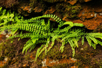Evergreen fronds of Asplenium trichomanes, the maidenhair spleenwort, growing between rocks covered with moss and red lichens, Teutoburg Forest, Germany