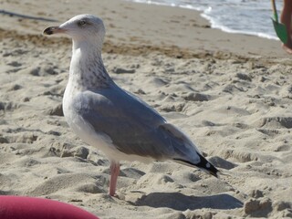 Watchful gull foraging on the beach