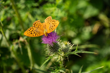 Close up of a silver-washed fritillary (Argynnis paphia) butterfly on a purple thistle flowerhead. The largest Central European fritillary butterfly has bright orange upper wings with brown spots.