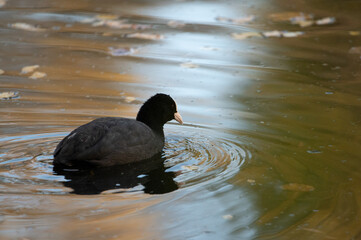 Coot swims in the lake looking for food