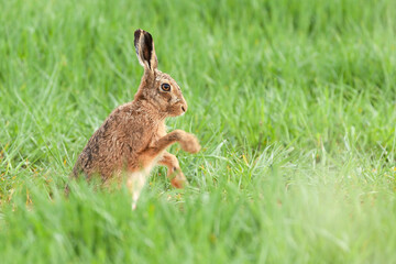 Norfolk hare close up sitting washing