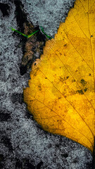 yellow leaf on asphalt