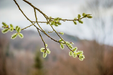 a male willow catkins