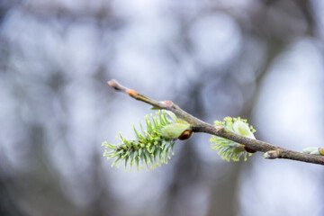 a male willow catkins