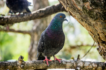 wild dove on pine tree
