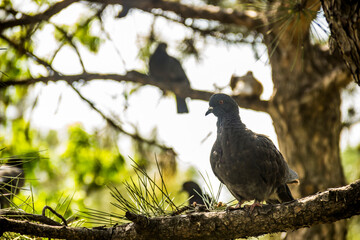 wild dove on pine tree