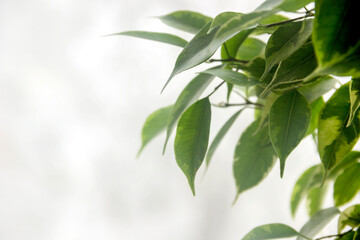 leaves of ficus (ficus benjamina)