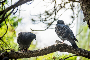 wild doves on pine tree