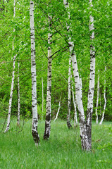 Naklejka premium Birch grove in the summer on a Sunny day, the edge of the forest with grass. Nature background.