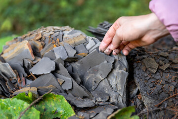 Closeup little kid hand collecting and exploring dark grey shale slate natural rock fossil at walk in forest with family outdoors. Child searching fossil formation at mountain woods park outside - obrazy, fototapety, plakaty