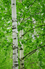 Fresh green spring background with birch tree catkins and young juicy green leaves on the branches in sunny spring summer day, close-up macro on the background of birch trunk.