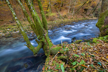 A tree covered by moss and ferns and fallen leaves on a stream with the rapids in autumn, Zeleni vir, Croatia