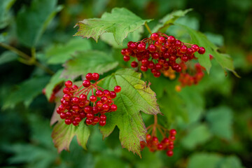 Close up of a „Guelder Rose“ (Viburnum opulus, other common names include water elder, cramp bark, snowball tree, common snowball) branch with red ripe fruits.