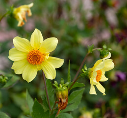Obraz premium Beautiful multicolored flower in the old park in summer