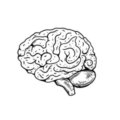 Brain realistic vintage vector illustration. Hand drawn engraving style.