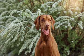 Hungarian Vizsla dog for a walk in the summer in nature