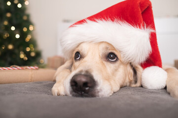 A dog in a santa claus hat lies near a christmas tree with gifts for christmas. Christmas card with a pet. The Golden Retriever sleeps in a cozy, festive atmosphere.