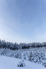 Winter beautiful landscape with trees covered with hoarfrost