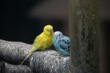 2 budgies at courtship