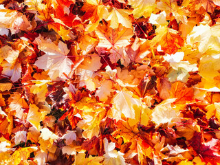 Draufsicht auf buntes Herbstlaub. Natur, draußen, orange Farbe.
