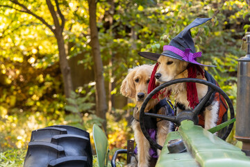 萌木の村／ゴールデンレトニエル