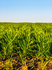 Green wheat field, agricultural landscape.
