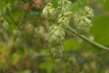 Hop (humulus) cones in autumn garden 