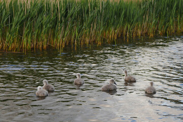 Six small cute cygnets in a water of a lake. Big family concept and new generation. Wild nature environment