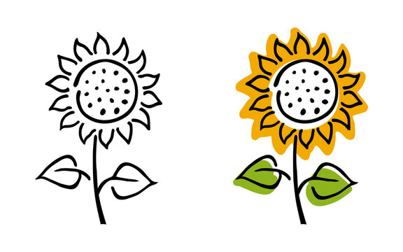 Blooming sunflower &ndash; hand drawn stylized vector illustration. Black and white and colored versions, isolated on white.