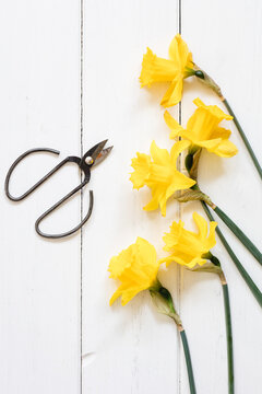 Blooming narcissus flowers and scissors on a white wooden background