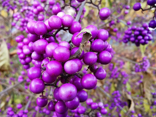 Amerikanische Schönfrucht Callicarpa