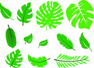 Fototapete Tropische Blätter Blatt-Vektor-flache Illustration