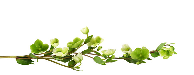 Green hellebore flowers in a line floral arrangement isolated on white