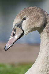 portrait of a young gray swan swimming on a lake
