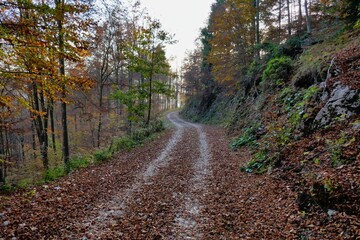 road in forest, photo as a background , autumn foliage in cansiglio, belluno veneto italy