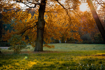 Park jesienią w Pszczynie , liście drzew w kolorach brązu i żółtego, zachodzące słońce