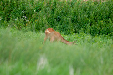Dzika przyroda w Polsce © Michał Kurzątkowski