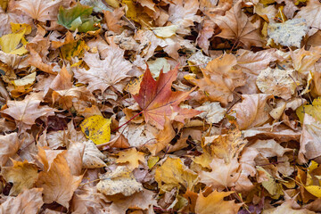 Close up on maple tree leaves during autumn in Warsaw, Poland